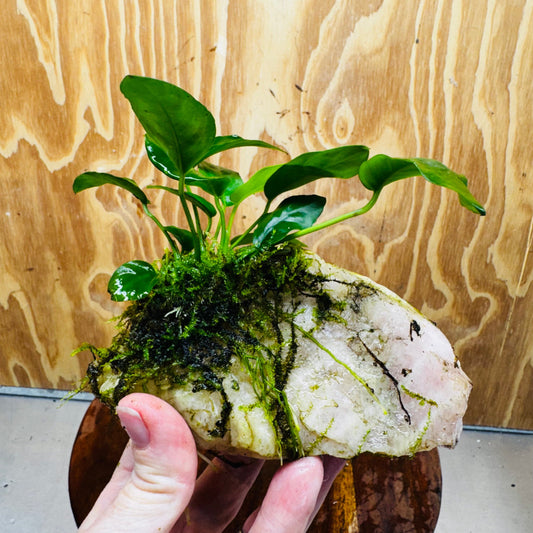 Pisces Enterprises One Only Rose Quartz Creation with Anubias Nana & Java Moss - Fontinalis - ONE ONLY Buy Aquarium Plants Rose Quartz Creation with Anubias OT Afzelli  - ONE ONLY