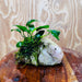 Pisces Enterprises One Only Rose Quartz Creation with Anubias Nana & Java Moss - Fontinalis - ONE ONLY Buy Aquarium Plants Rose Quartz Creation with Anubias OT Afzelli  - ONE ONLY