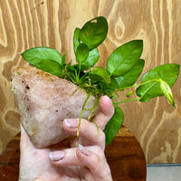Pisces Enterprises One Only Rose Quartz Creation with Anubias Nana  - ONE ONLY Buy Aquarium Plants Rose Quartz Creation with Anubias Nana  - ONE ONLY