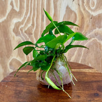 Pisces Enterprises One Only Rose Quartz Creation with Anubias Nana  - ONE ONLY Buy Aquarium Plants Rose Quartz Creation with Anubias Nana  - ONE ONLY