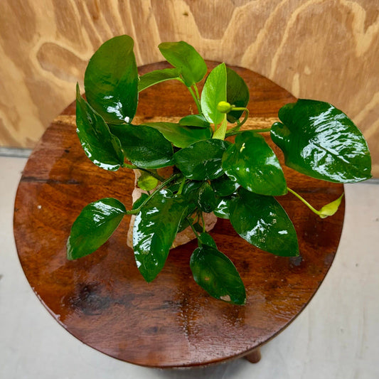 Pisces Enterprises One Only Rose Quartz Creation with Anubias Nana  - ONE ONLY Buy Aquarium Plants Rose Quartz Creation with Anubias Nana  - ONE ONLY