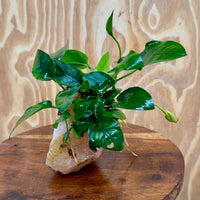 Pisces Enterprises One Only Rose Quartz Creation with Anubias Nana  - ONE ONLY Buy Aquarium Plants Rose Quartz Creation with Anubias Nana  - ONE ONLY