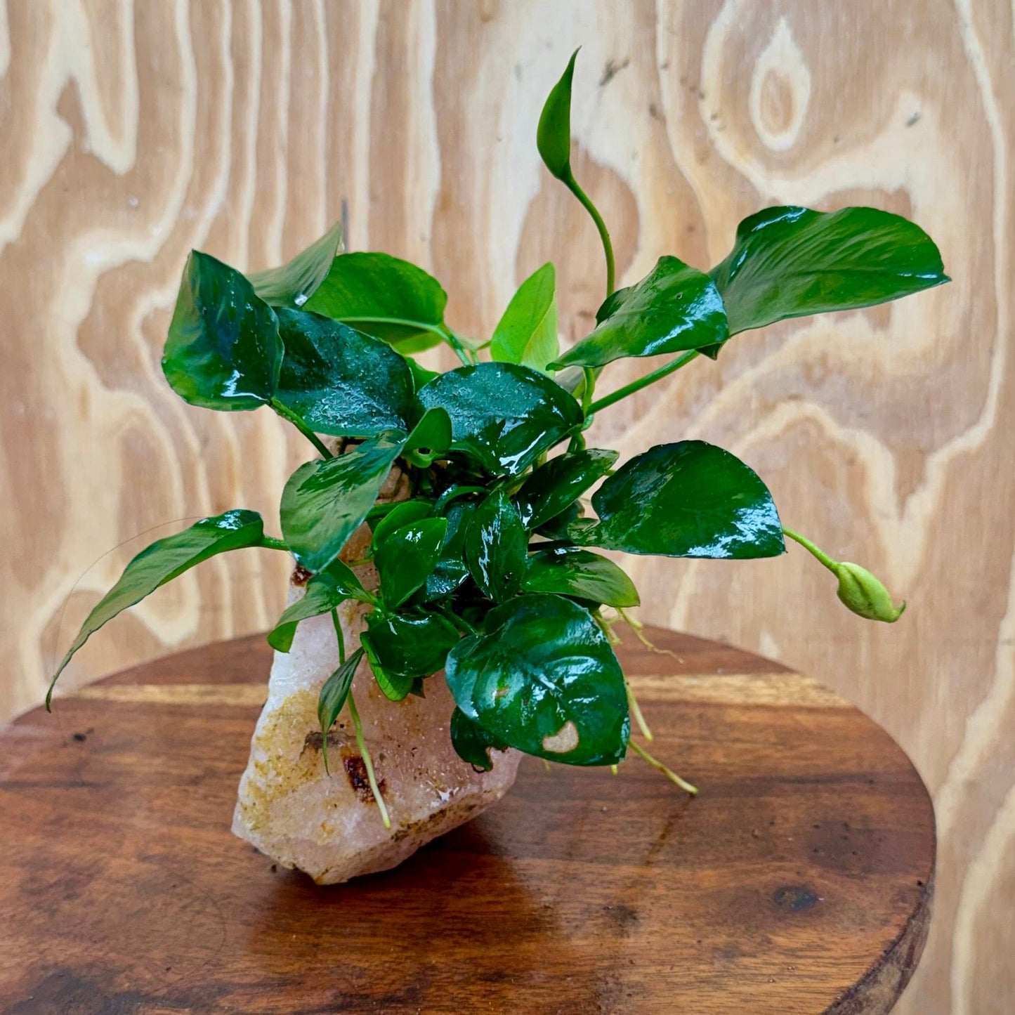 Pisces Enterprises One Only Rose Quartz Creation with Anubias Nana  - ONE ONLY Buy Aquarium Plants Rose Quartz Creation with Anubias Nana  - ONE ONLY
