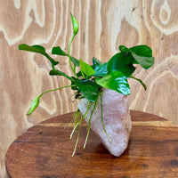 Pisces Enterprises One Only Rose Quartz Creation with Anubias Nana  - ONE ONLY Buy Aquarium Plants Rose Quartz Creation with Anubias Nana  - ONE ONLY