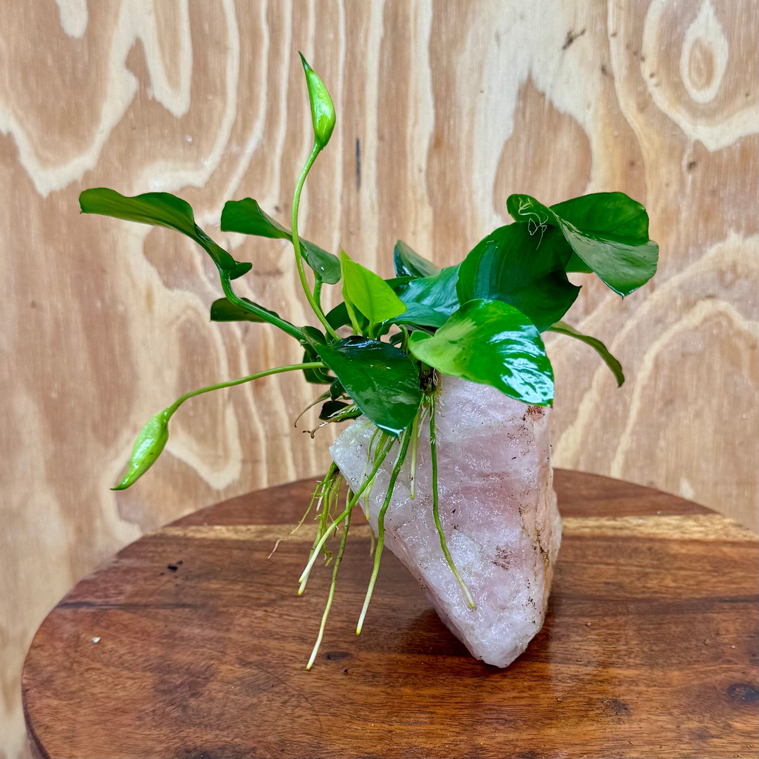 Pisces Enterprises One Only Rose Quartz Creation with Anubias Nana  - ONE ONLY Buy Aquarium Plants Rose Quartz Creation with Anubias Nana  - ONE ONLY