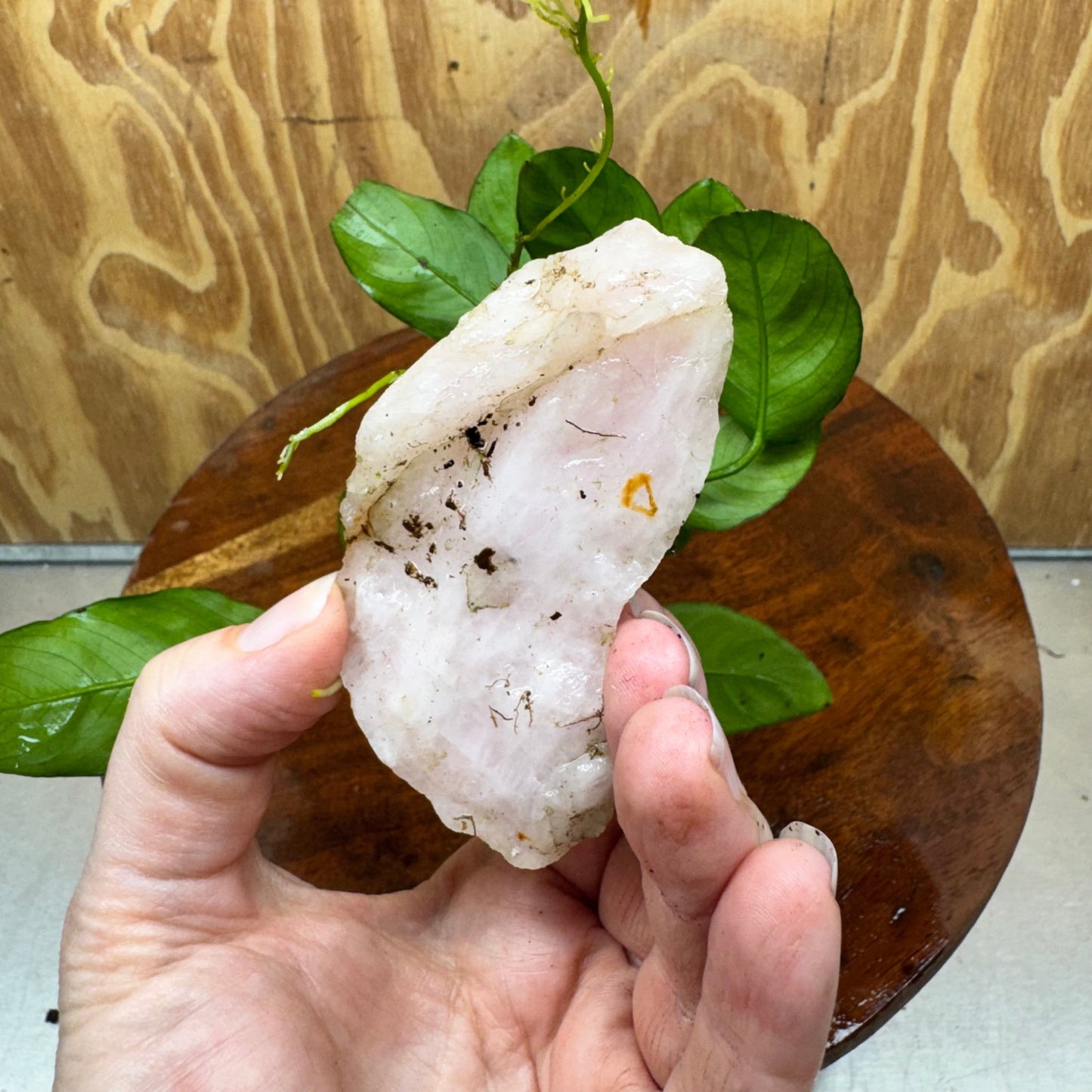 Pisces Enterprises One Only Rose Quartz Creation with Anubias Nana  - ONE ONLY Buy Aquarium Plants Rose Quartz Creation with Anubias Nana  - ONE ONLY
