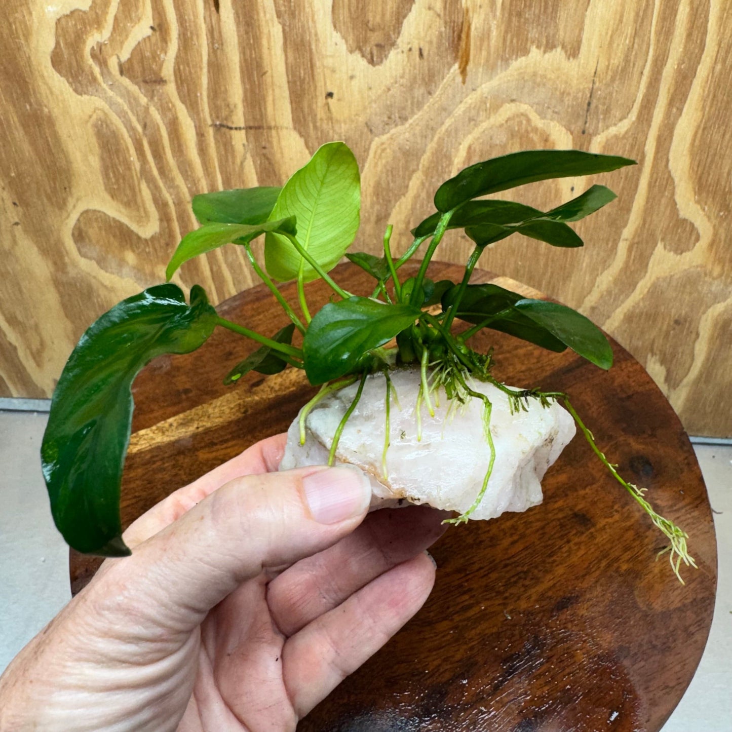 Pisces Enterprises One Only Rose Quartz Creation with Anubias Nana  - ONE ONLY Buy Aquarium Plants Rose Quartz Creation with Anubias Nana  - ONE ONLY