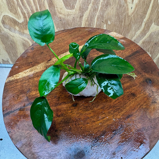 Pisces Enterprises One Only Rose Quartz Creation with Anubias Nana  - ONE ONLY Buy Aquarium Plants Rose Quartz Creation with Anubias Nana  - ONE ONLY