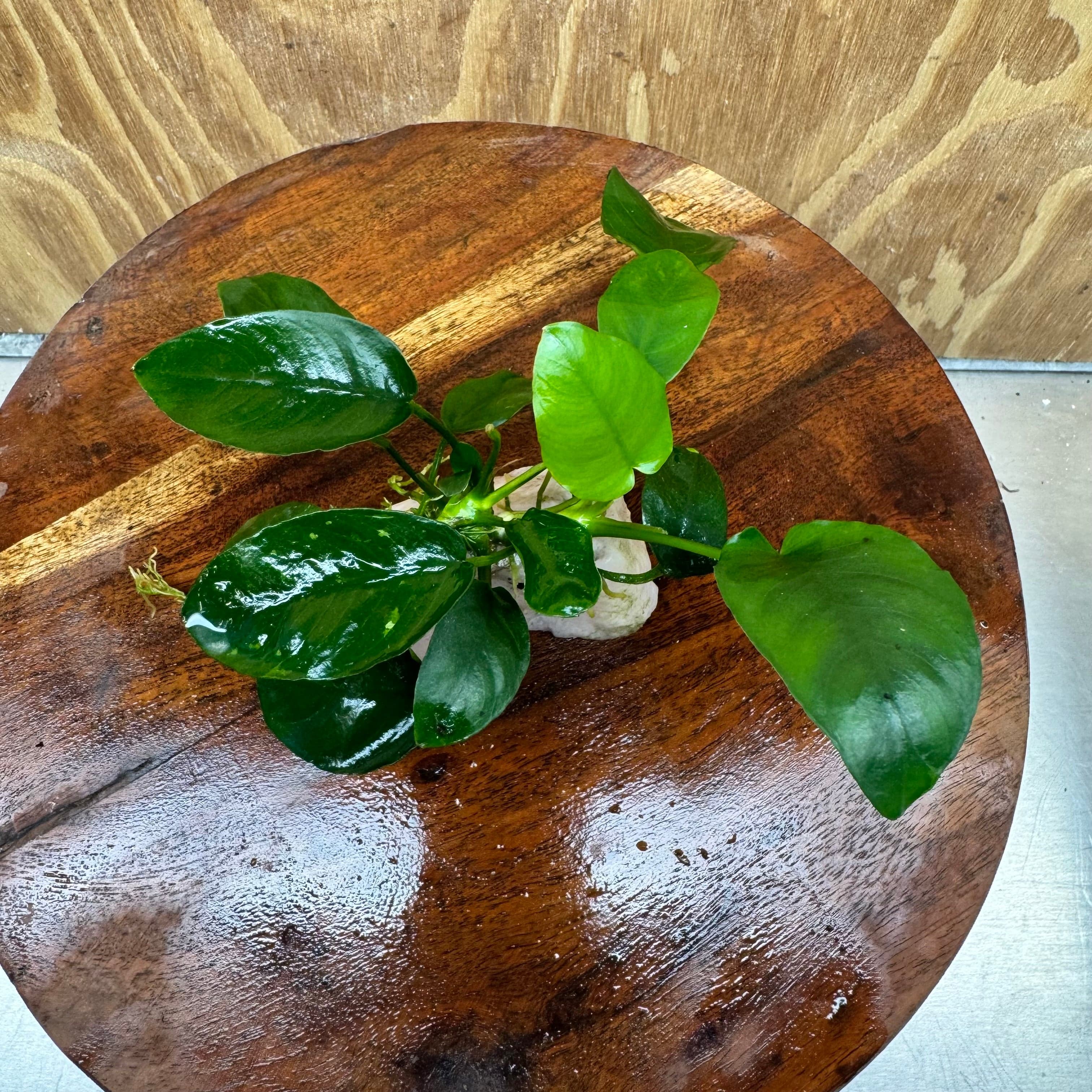 Pisces Enterprises One Only Rose Quartz Creation with Anubias Nana  - ONE ONLY Buy Aquarium Plants Rose Quartz Creation with Anubias Nana  - ONE ONLY