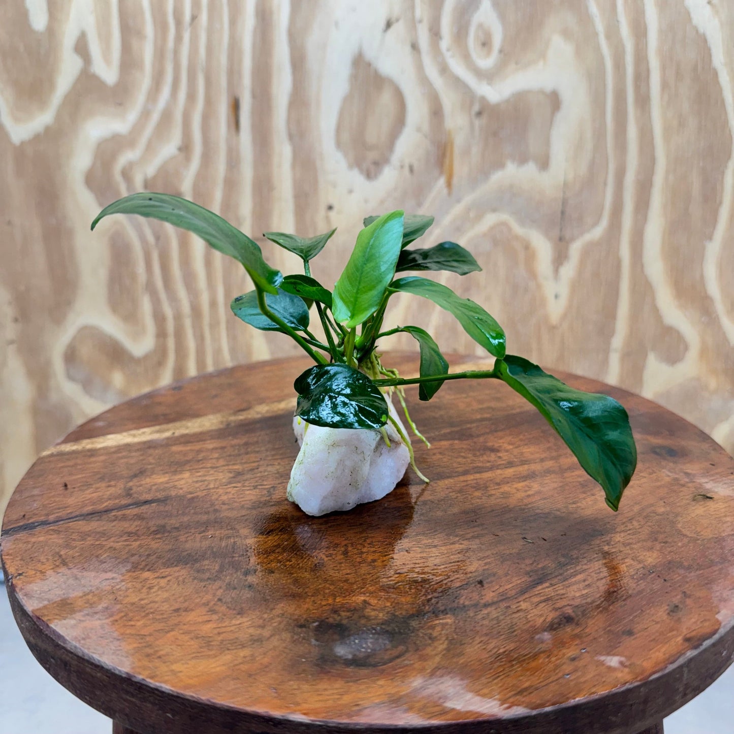 Pisces Enterprises One Only Rose Quartz Creation with Anubias Nana  - ONE ONLY Buy Aquarium Plants Rose Quartz Creation with Anubias Nana  - ONE ONLY