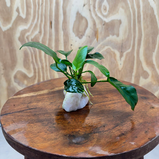 Pisces Enterprises One Only Rose Quartz Creation with Anubias Nana  - ONE ONLY Buy Aquarium Plants Rose Quartz Creation with Anubias Nana  - ONE ONLY