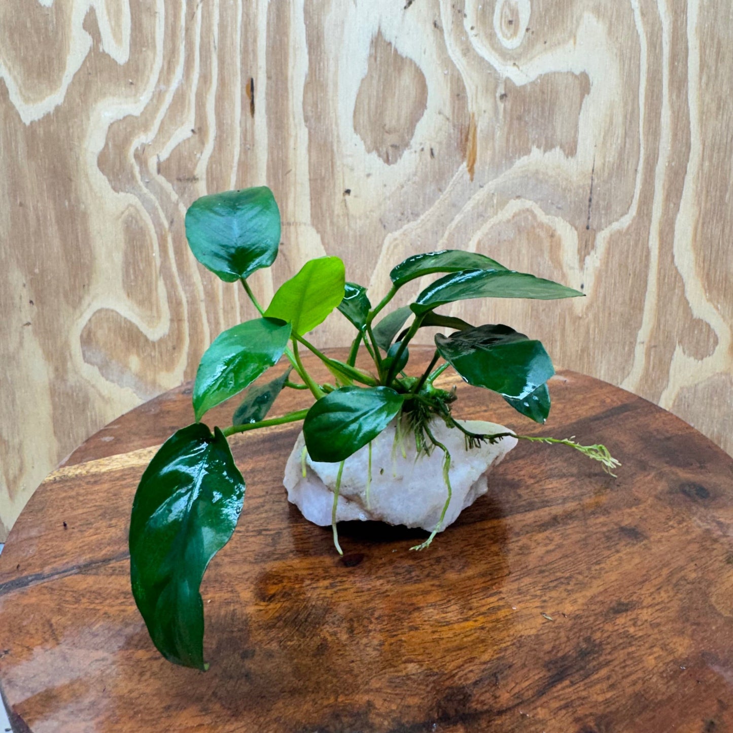 Pisces Enterprises One Only Rose Quartz Creation with Anubias Nana  - ONE ONLY Buy Aquarium Plants Rose Quartz Creation with Anubias Nana  - ONE ONLY