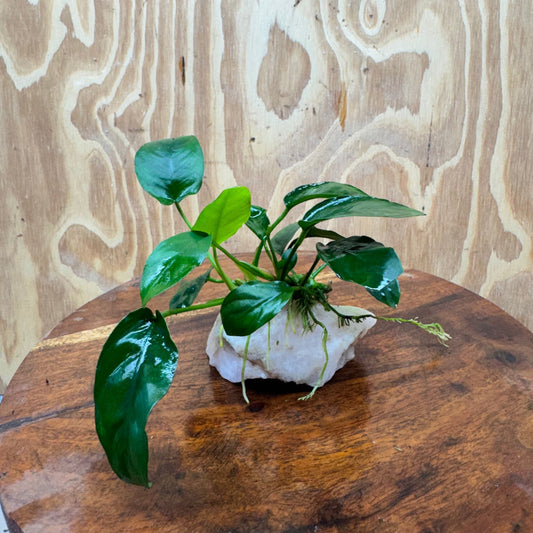 Pisces Enterprises One Only Rose Quartz Creation with Anubias Nana  - ONE ONLY Buy Aquarium Plants Rose Quartz Creation with Anubias Nana  - ONE ONLY