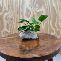 Pisces Enterprises One Only Rose Quartz Creation with Anubias Nana  - ONE ONLY Buy Aquarium Plants Rose Quartz Creation with Anubias Nana  - ONE ONLY