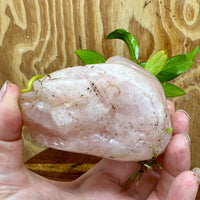 Pisces Enterprises One Only Rose Quartz Creation with Anubias O-T Afzelli  - ONE ONLY Buy Aquarium Plants Rose Quartz Creation with Anubias OT Afzelli  - ONE ONLY