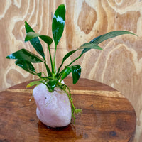 Pisces Enterprises One Only Rose Quartz Creation with Anubias O-T Afzelli  - ONE ONLY Buy Aquarium Plants Rose Quartz Creation with Anubias OT Afzelli  - ONE ONLY