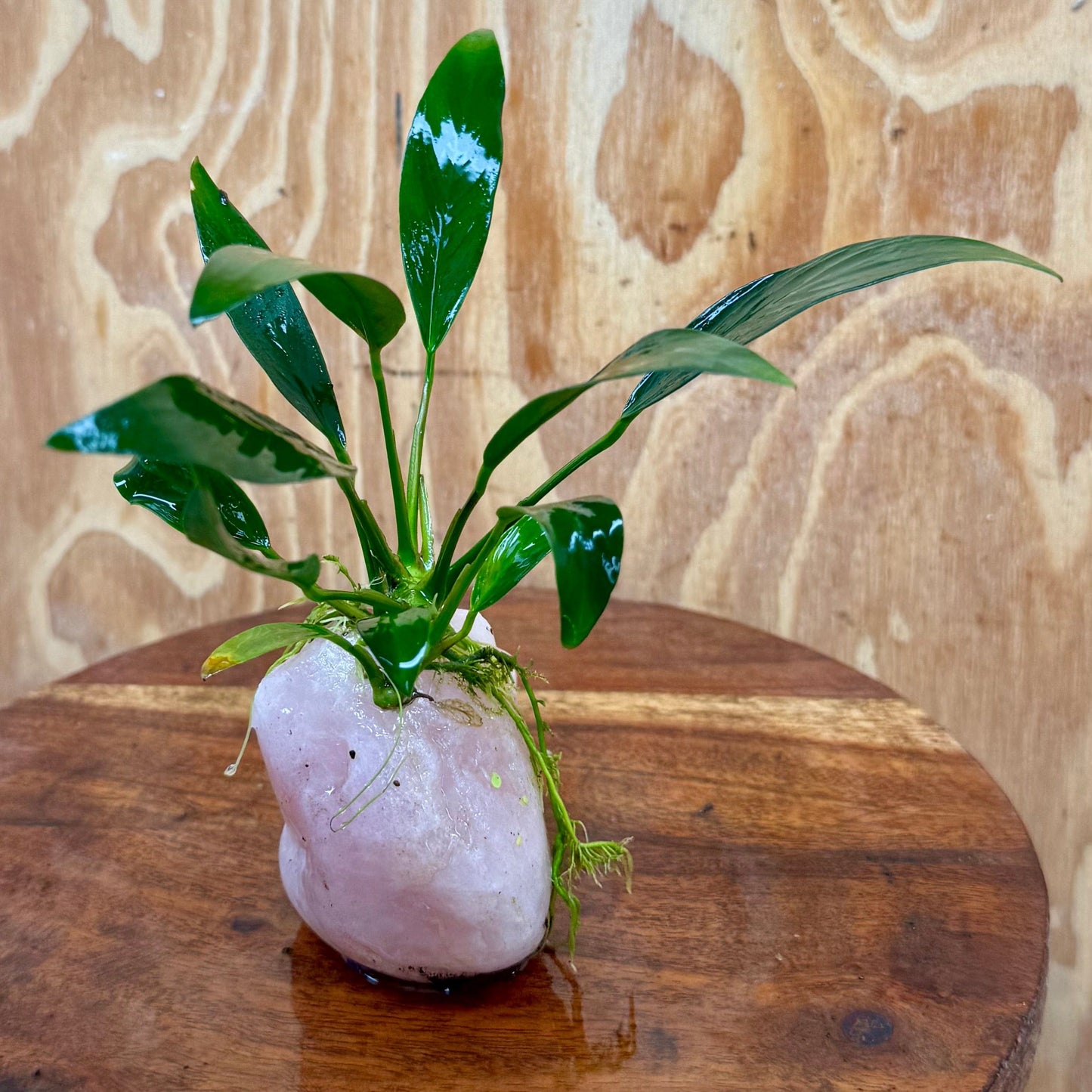 Pisces Enterprises One Only Rose Quartz Creation with Anubias O-T Afzelli  - ONE ONLY Buy Aquarium Plants Rose Quartz Creation with Anubias OT Afzelli  - ONE ONLY
