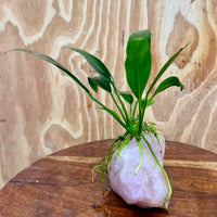 Pisces Enterprises One Only Rose Quartz Creation with Anubias O-T Afzelli  - ONE ONLY Buy Aquarium Plants Rose Quartz Creation with Anubias OT Afzelli  - ONE ONLY