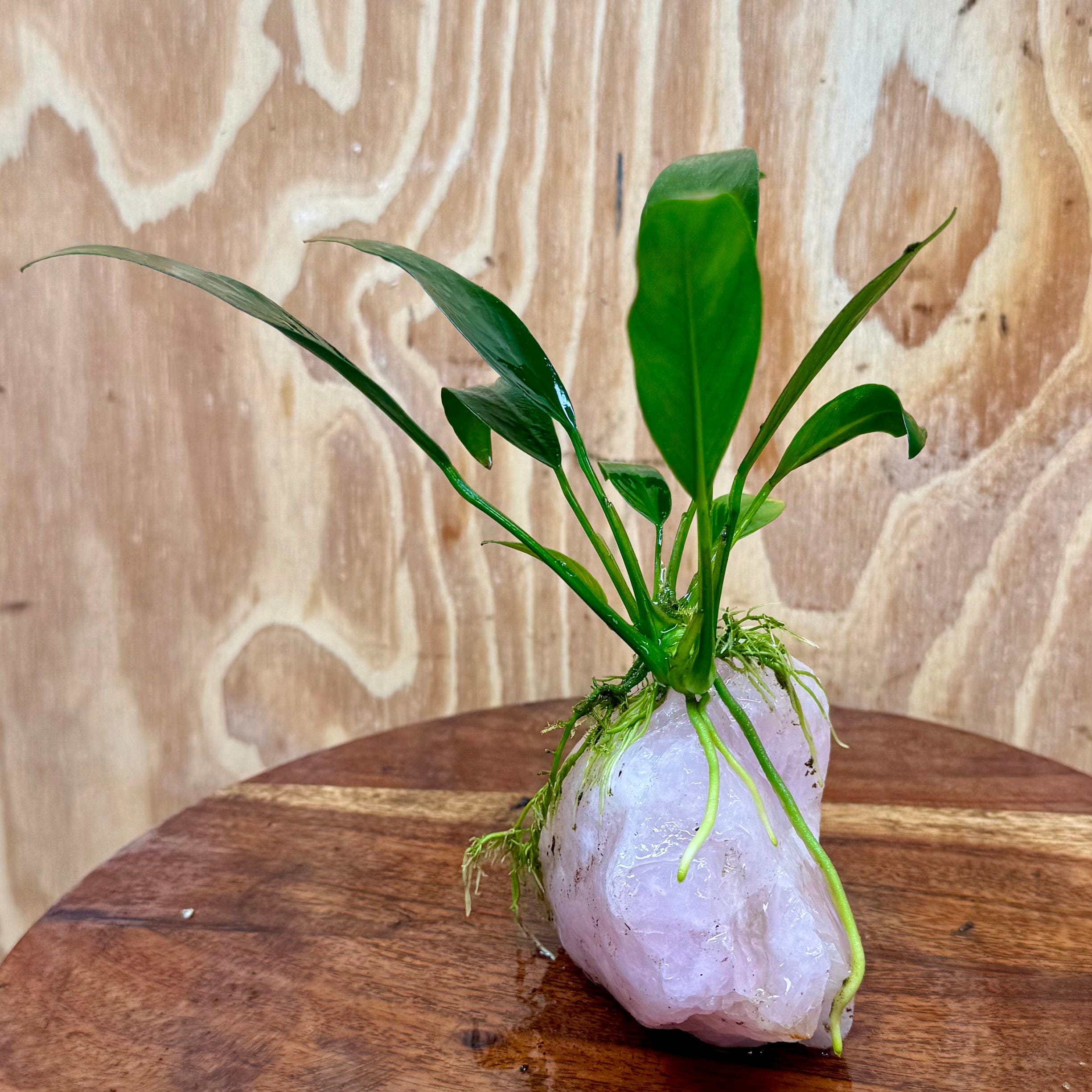 Pisces Enterprises One Only Rose Quartz Creation with Anubias O-T Afzelli  - ONE ONLY Buy Aquarium Plants Rose Quartz Creation with Anubias OT Afzelli  - ONE ONLY