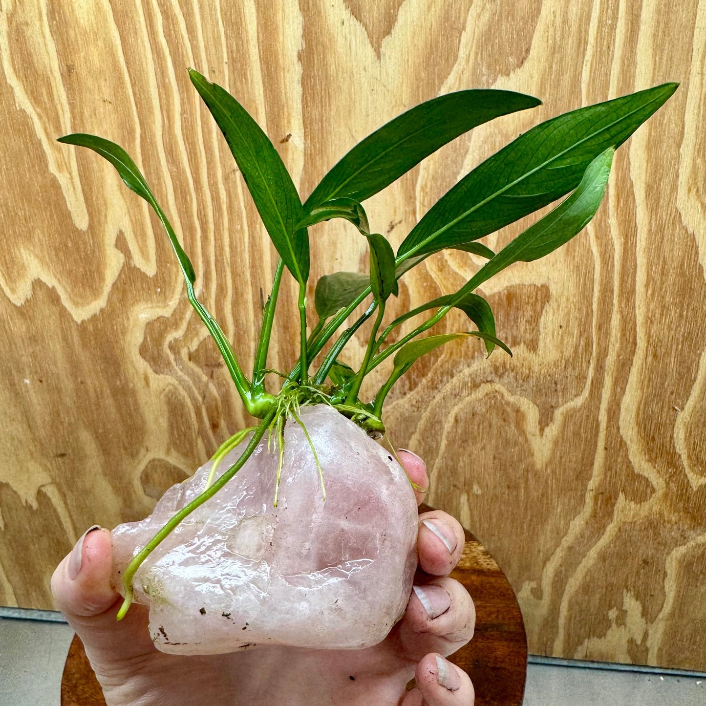 Pisces Enterprises One Only Rose Quartz Creation with Anubias O-T Afzelli  - ONE ONLY Buy Aquarium Plants Rose Quartz Creation with Anubias OT Afzelli  - ONE ONLY