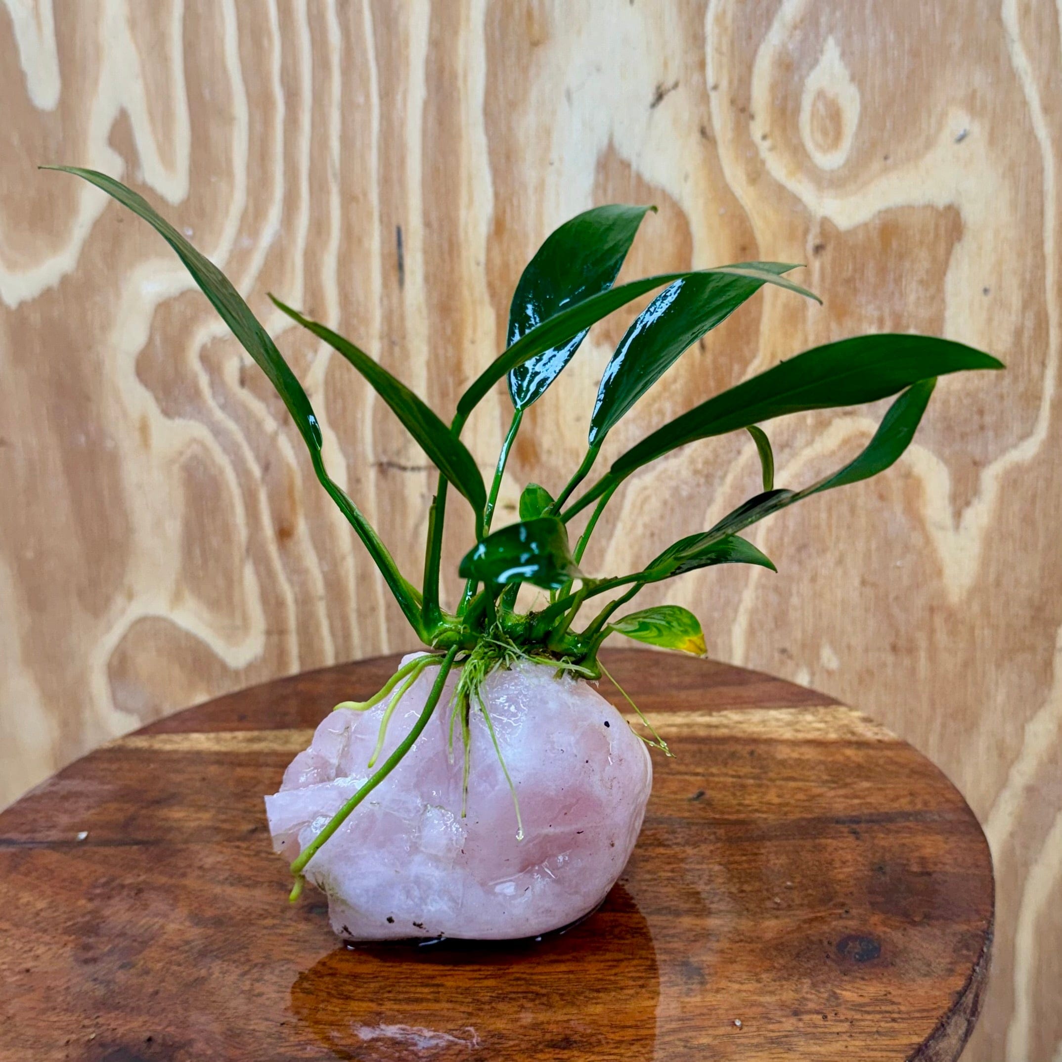 Pisces Enterprises One Only Rose Quartz Creation with Anubias O-T Afzelli  - ONE ONLY Buy Aquarium Plants Rose Quartz Creation with Anubias OT Afzelli  - ONE ONLY