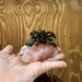 Pisces Enterprises One Only Rose Quartz Creation with Bucephalandra - ONE ONLY Buy Aquarium Plants Rose Quartz Creation with Bucephalandra  - ONE ONLY