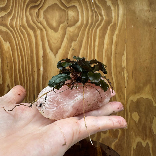 Pisces Enterprises One Only Rose Quartz Creation with Bucephalandra - ONE ONLY Buy Aquarium Plants Rose Quartz Creation with Bucephalandra  - ONE ONLY