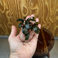 Pisces Enterprises One Only Rose Quartz Creation with Bucephalandra - ONE ONLY Buy Aquarium Plants Rose Quartz Creation with Bucephalandra  - ONE ONLY