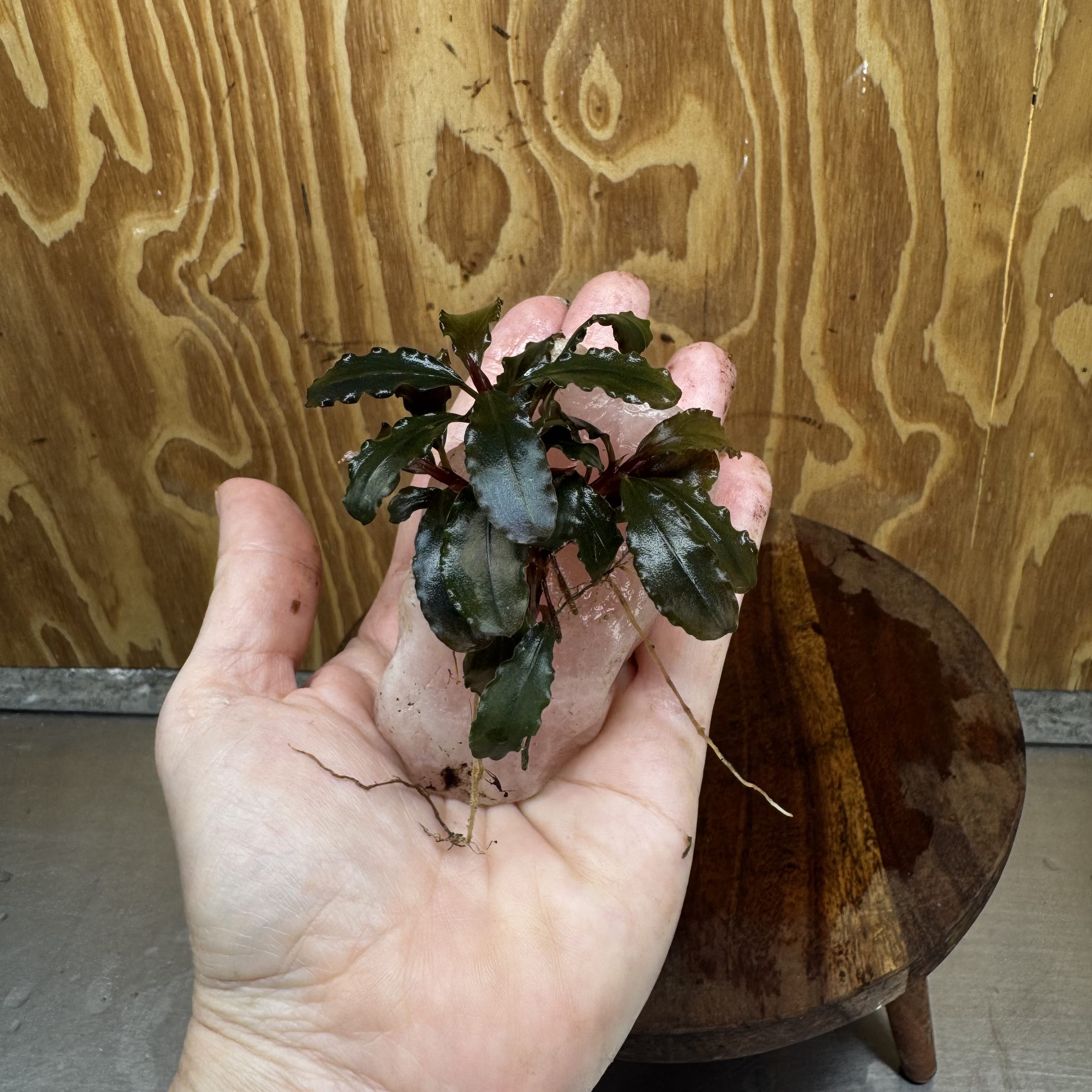 Pisces Enterprises One Only Rose Quartz Creation with Bucephalandra - ONE ONLY Buy Aquarium Plants Rose Quartz Creation with Bucephalandra  - ONE ONLY