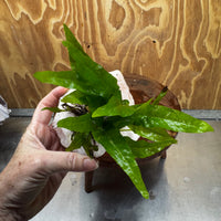 Pisces Enterprises One Only Rose Quartz Creation with Java Fern  - ONE ONLY Buy Aquarium Plants Rose Quartz Creation with Java Fern  - ONE ONLY