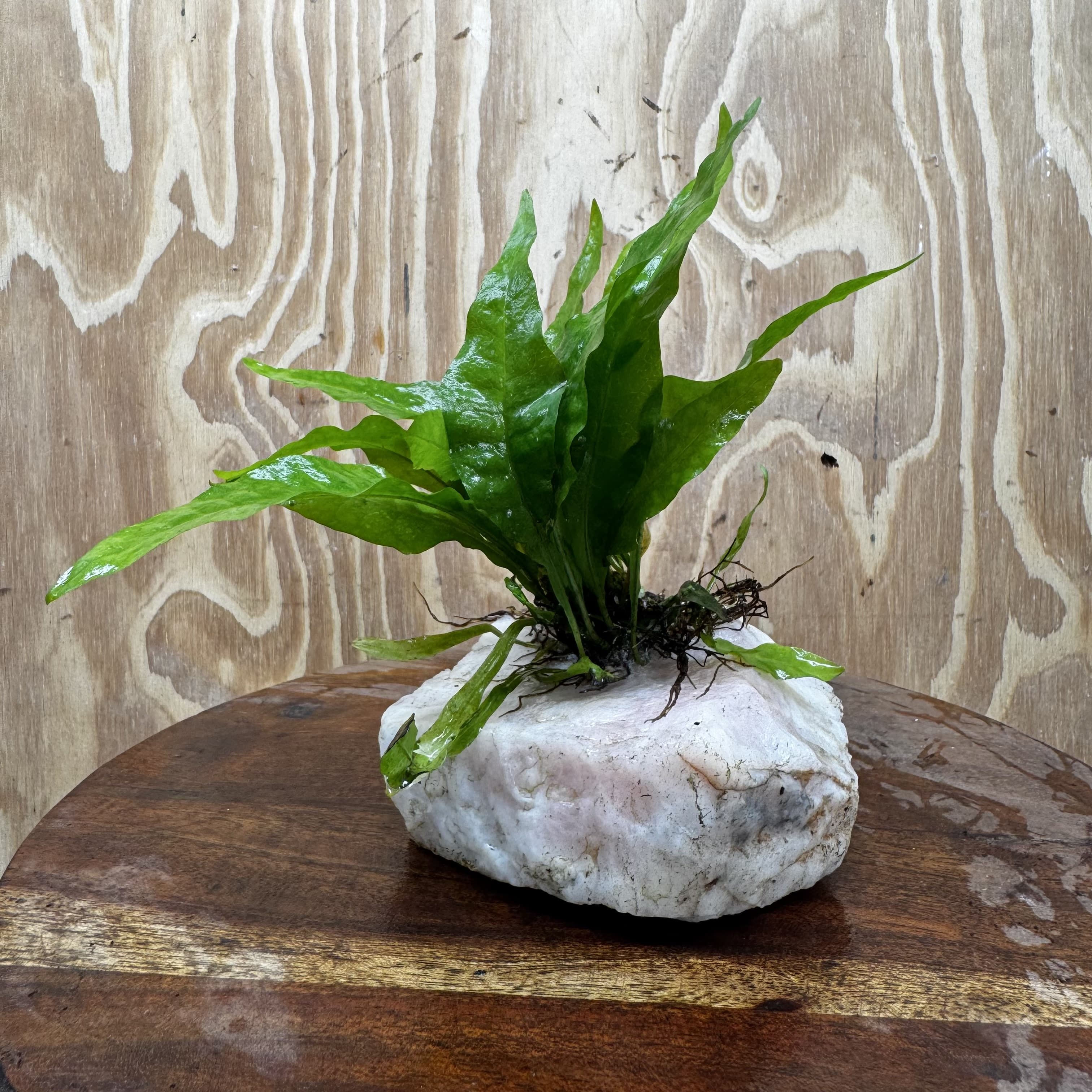 Pisces Enterprises One Only Rose Quartz Creation with Java Fern  - ONE ONLY Buy Aquarium Plants Rose Quartz Creation with Java Fern  - ONE ONLY