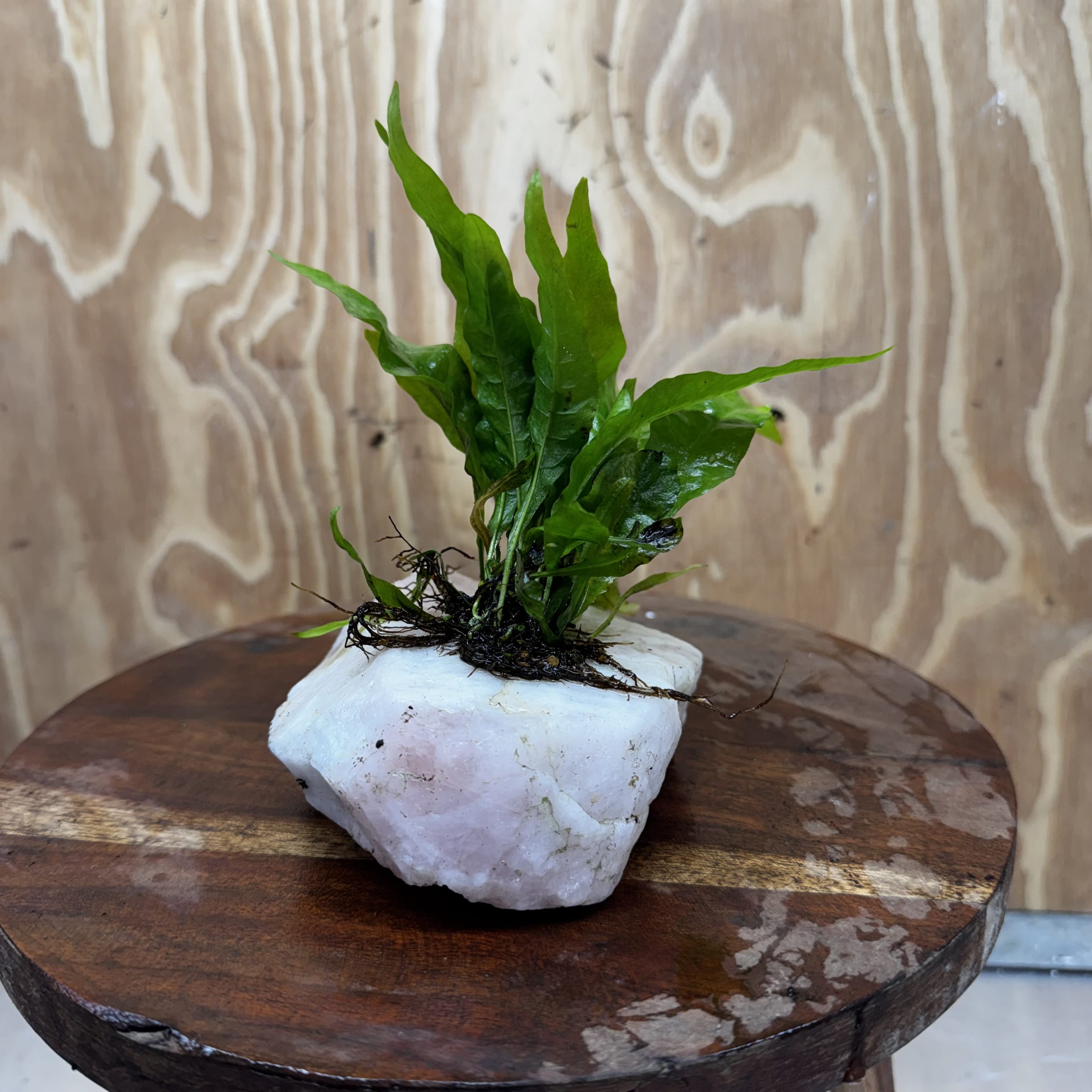 Pisces Enterprises One Only Rose Quartz Creation with Java Fern  - ONE ONLY Buy Aquarium Plants Rose Quartz Creation with Java Fern  - ONE ONLY