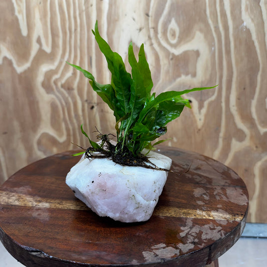 Pisces Enterprises One Only Rose Quartz Creation with Java Fern  - ONE ONLY Buy Aquarium Plants Rose Quartz Creation with Java Fern  - ONE ONLY