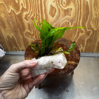 Pisces Enterprises One Only Rose Quartz Creation with Java Fern  - ONE ONLY Buy Aquarium Plants Rose Quartz Creation with Java Fern  - ONE ONLY