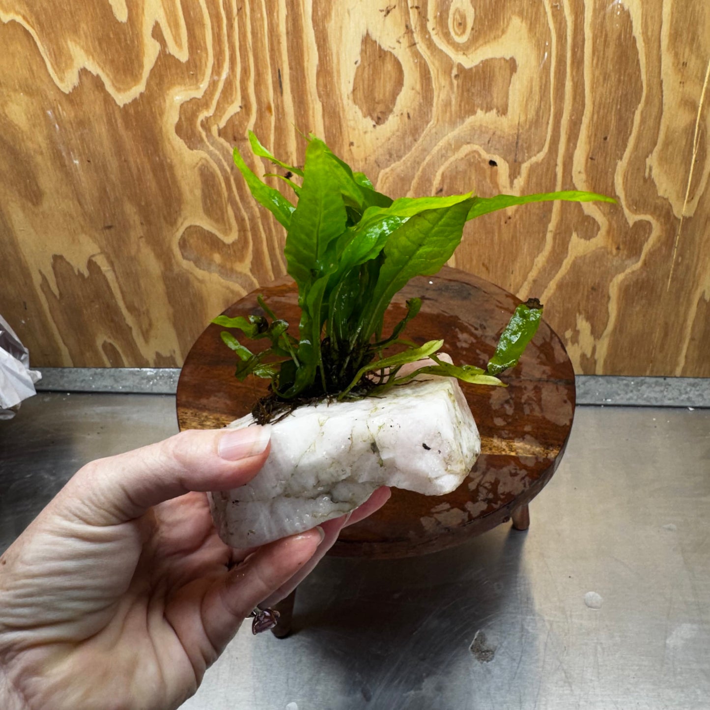 Pisces Enterprises One Only Rose Quartz Creation with Java Fern  - ONE ONLY Buy Aquarium Plants Rose Quartz Creation with Java Fern  - ONE ONLY