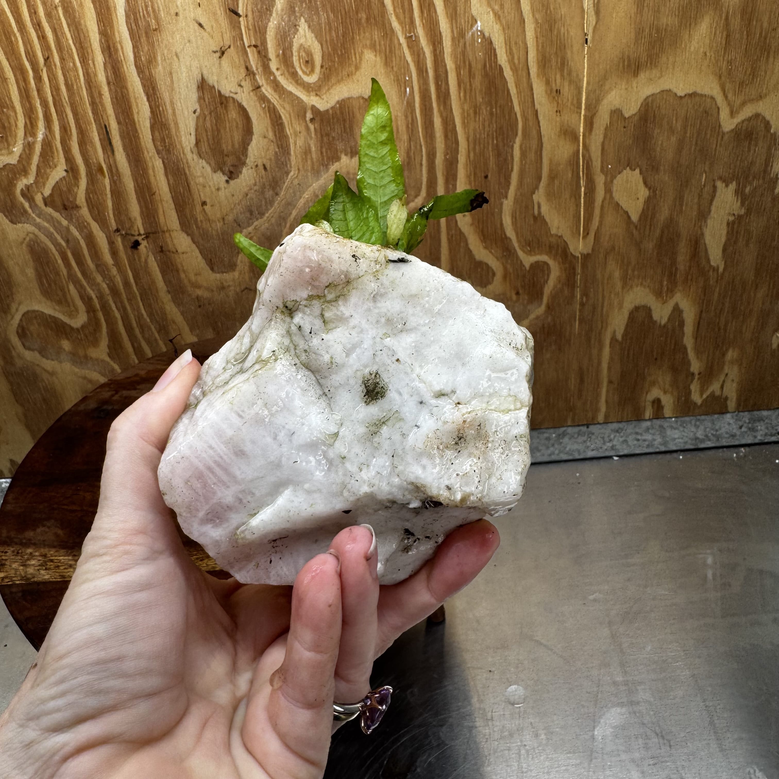 Pisces Enterprises One Only Rose Quartz Creation with Java Fern  - ONE ONLY Buy Aquarium Plants Rose Quartz Creation with Java Fern  - ONE ONLY