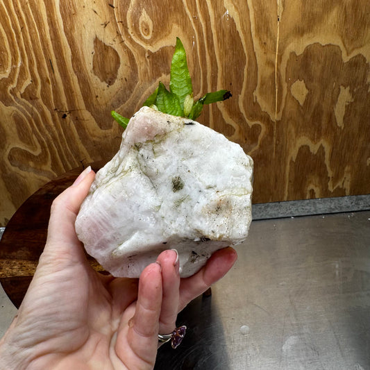 Pisces Enterprises One Only Rose Quartz Creation with Java Fern  - ONE ONLY Buy Aquarium Plants Rose Quartz Creation with Java Fern  - ONE ONLY