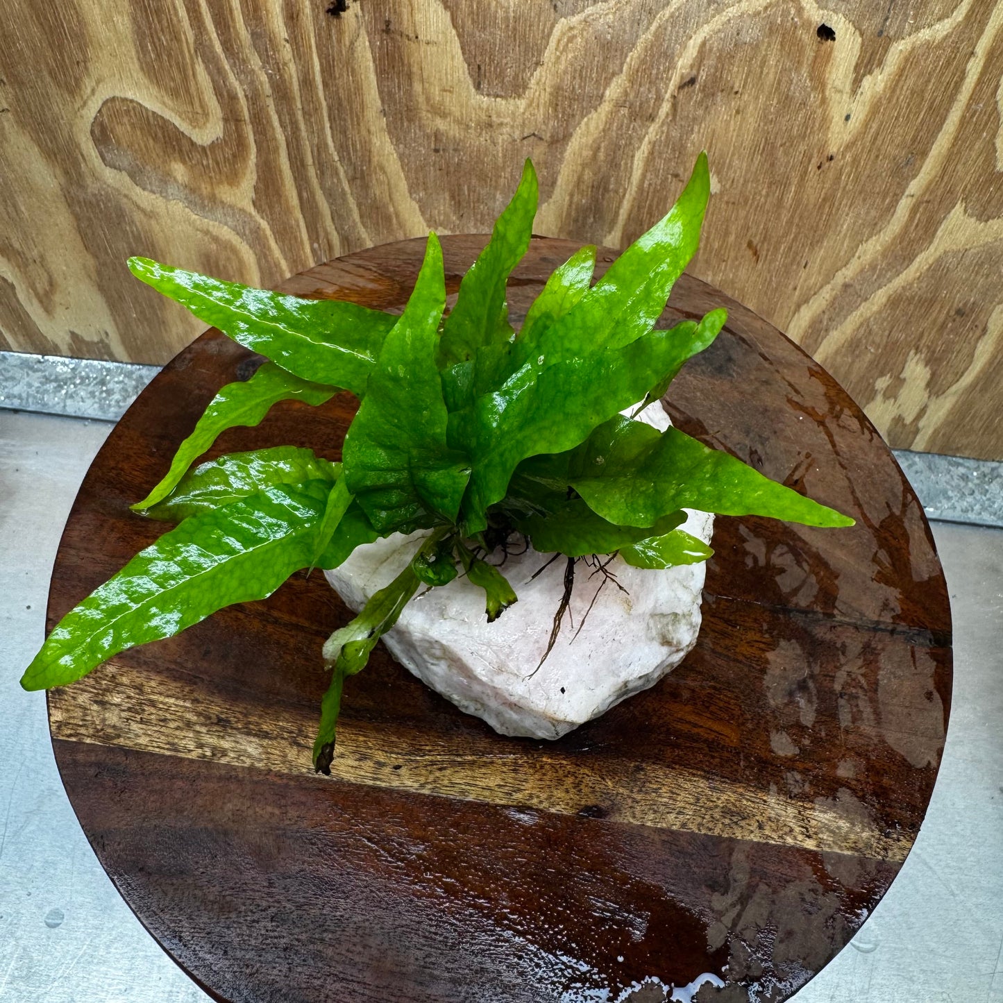 Pisces Enterprises One Only Rose Quartz Creation with Java Fern  - ONE ONLY Buy Aquarium Plants Rose Quartz Creation with Java Fern  - ONE ONLY