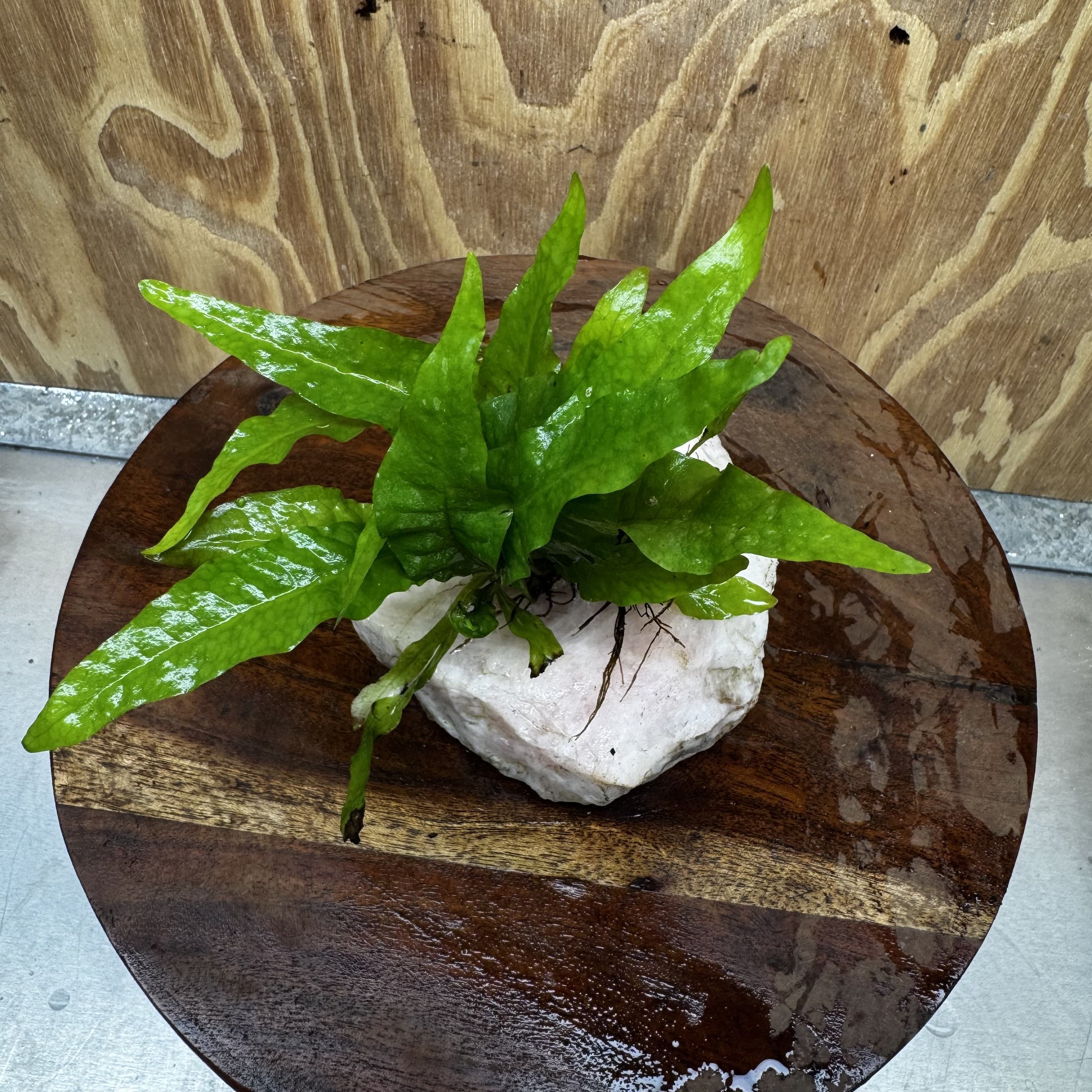 Pisces Enterprises One Only Rose Quartz Creation with Java Fern  - ONE ONLY Buy Aquarium Plants Rose Quartz Creation with Java Fern  - ONE ONLY