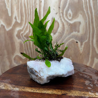Pisces Enterprises One Only Rose Quartz Creation with Java Fern  - ONE ONLY Buy Aquarium Plants Rose Quartz Creation with Java Fern  - ONE ONLY