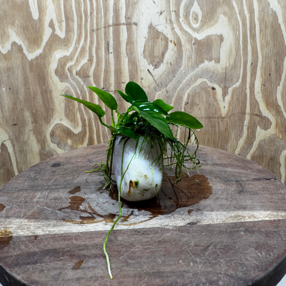 Pisces Enterprises One Only Rose Quartz Creation with Nana Anubias - ONE ONLY Buy Aquarium Plants Rose Quartz Creation with Bucephalandra  - ONE ONLY