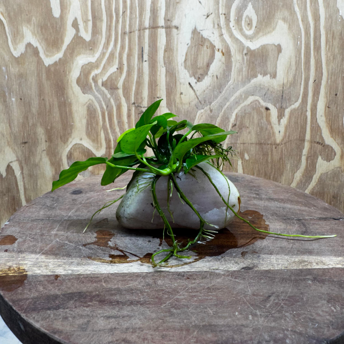 Pisces Enterprises One Only Rose Quartz Creation with Nana Anubias - ONE ONLY Buy Aquarium Plants Rose Quartz Creation with Bucephalandra  - ONE ONLY