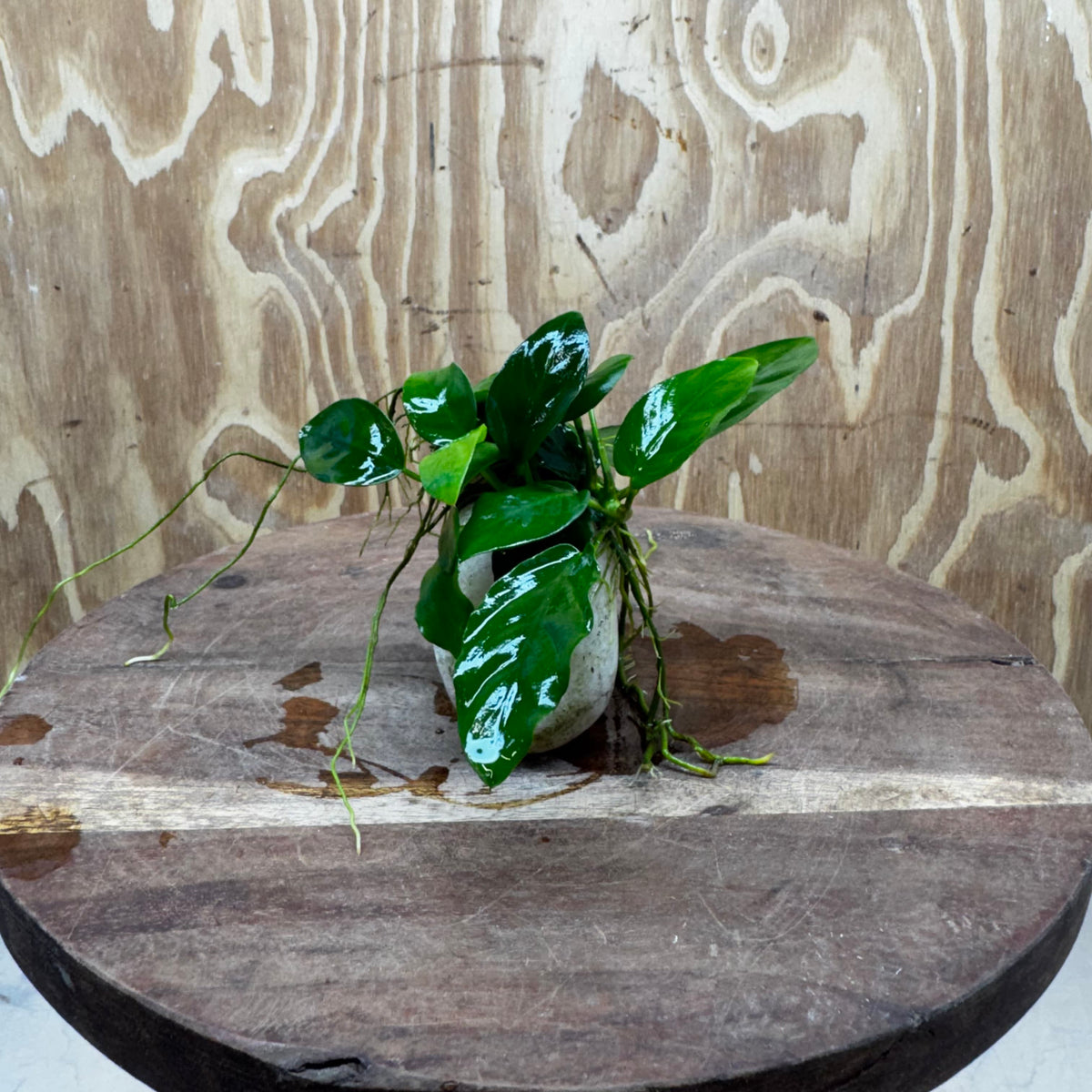 Pisces Enterprises One Only Rose Quartz Creation with Nana Anubias - ONE ONLY Buy Aquarium Plants Rose Quartz Creation with Bucephalandra  - ONE ONLY