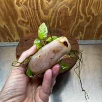 Pisces Enterprises One Only Rose Quartz Creation with Nana Anubias - ONE ONLY Buy Aquarium Plants Rose Quartz Creation with Bucephalandra  - ONE ONLY