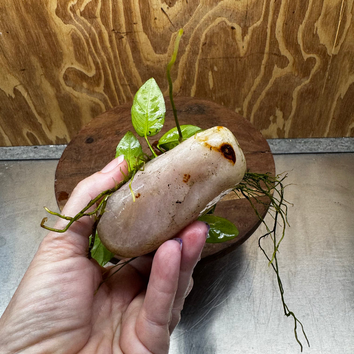 Pisces Enterprises One Only Rose Quartz Creation with Nana Anubias - ONE ONLY Buy Aquarium Plants Rose Quartz Creation with Bucephalandra  - ONE ONLY