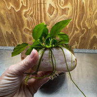 Pisces Enterprises One Only Rose Quartz Creation with Nana Anubias - ONE ONLY Buy Aquarium Plants Rose Quartz Creation with Bucephalandra  - ONE ONLY
