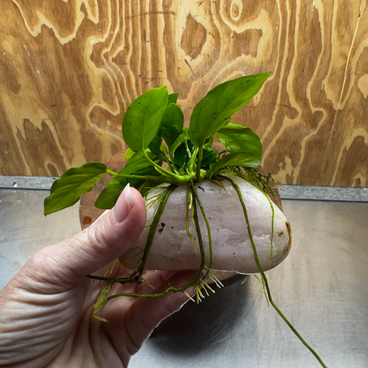 Pisces Enterprises One Only Rose Quartz Creation with Nana Anubias - ONE ONLY Buy Aquarium Plants Rose Quartz Creation with Bucephalandra  - ONE ONLY