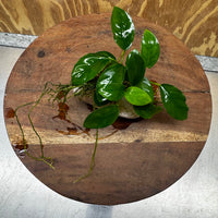 Pisces Enterprises One Only Rose Quartz Creation with Nana Anubias - ONE ONLY Buy Aquarium Plants Rose Quartz Creation with Bucephalandra  - ONE ONLY