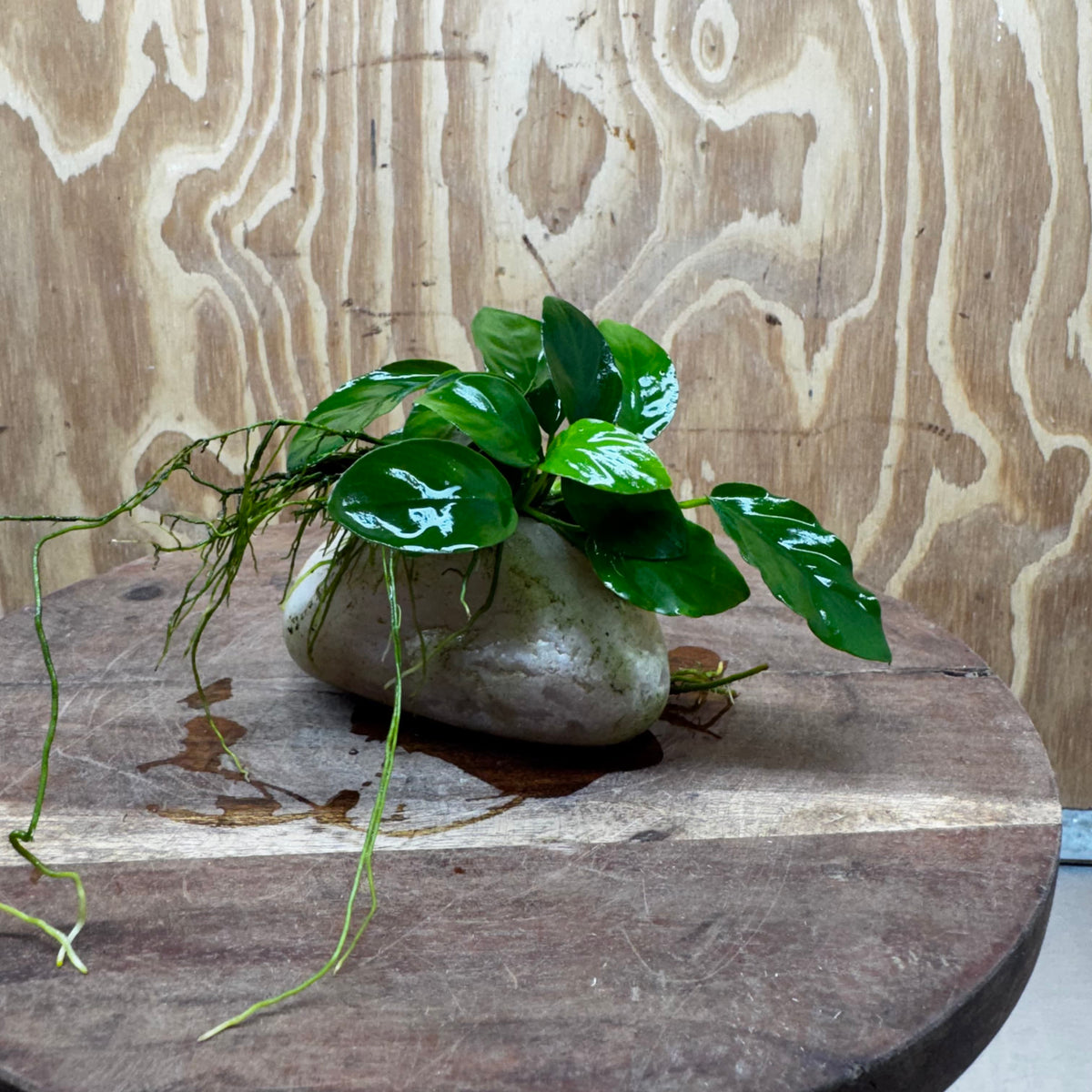 Pisces Enterprises One Only Rose Quartz Creation with Nana Anubias - ONE ONLY Buy Aquarium Plants Rose Quartz Creation with Bucephalandra  - ONE ONLY