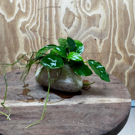 Pisces Enterprises One Only Rose Quartz Creation with Nana Anubias - ONE ONLY Buy Aquarium Plants Rose Quartz Creation with Bucephalandra  - ONE ONLY